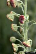 Artemisia Absinthium